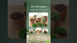 plant terrarium video planten terrarium ecosysteem [upl. by Notxarb449]