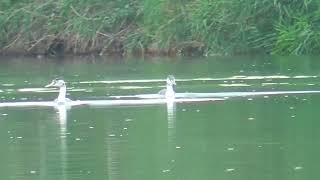 R0036 Oita River Crested Grebes 3 birds [upl. by Ednargel]