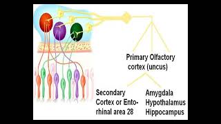 Physiology of Nose amp PNS Olfaction PPT Slide Presentation [upl. by Eycats]