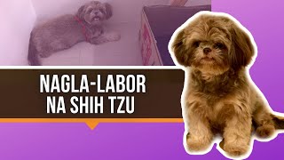 Paano Malalaman Kung Malapit ng Manganak ang Aso  Shih Tzu Choco Liver [upl. by Iadrahs]