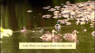 Lady Marys to Laggan Road circular walk [upl. by Aicemak97]