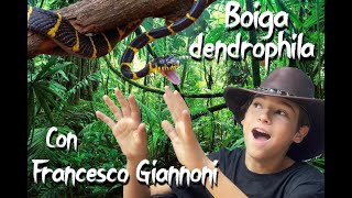 Boiga dendrophila con Francesco Giannoni [upl. by Onaivlis434]