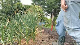 Garlic Harvest 2023 [upl. by Sulecram843]