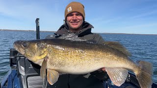 Sniping Giant Green Bay Walleyes With Livescope 30 incher and 60 Fish Day [upl. by Mamoun]