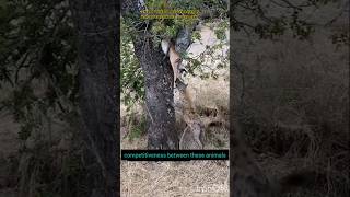 Wildness for servival amp the natural dynamic between them viralvideo wildlife shortvideo short [upl. by Leblanc]