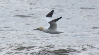 Northern Gannets in Close 4624 Long Island New York [upl. by Narcissus]