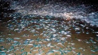 Grunion run at Cabrillo Beach [upl. by Demitria]