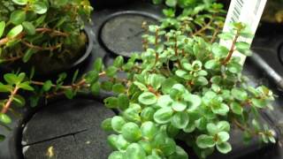 Rotala Rotundifolia in our grow tanks [upl. by Olim]