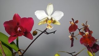 Phal stuartiana Ruby red minicatt and Tolumnia Timelapse [upl. by Nagiem576]