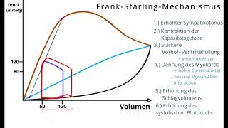 FrankStarlingMechanismus in 5 Minuten erklärt [upl. by Nefets]