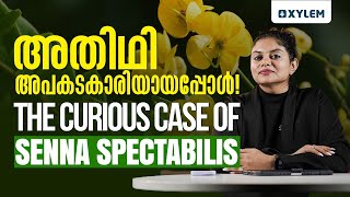 അതിഥി അപകടകാരിയായപ്പോൾ The Curious Case Of Senna Spectabilis  Xylem NEET [upl. by Muhammad]