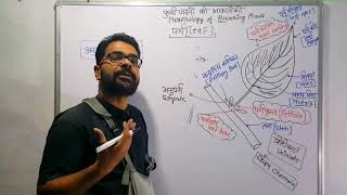 पत्ती की संरचना एवं प्रकार  Structure of leaf and types  Morphology of Leaf in Hindi आकारिकी [upl. by Syramad]