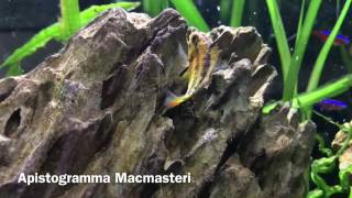 Apistogramma MacMasteri Breeding [upl. by Gredel435]