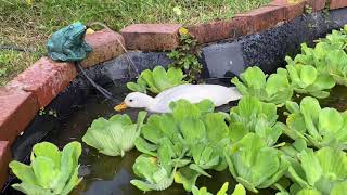 Munchkin the Duck Swimming in a Pond [upl. by Changaris40]