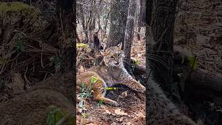 Woman rescued a poor bobcatfrom the trap ❤️shorts bobcat [upl. by Luann]