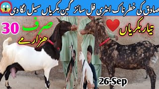 Sadiq goat farm visit gulabi kamori teddy pateri makka chini latest update 26SEP2024 lalukhet [upl. by Keel27]