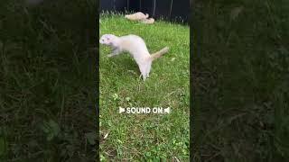 The sound of happy ferrets ferret happypets asmrpets ferretlife [upl. by Sansone103]