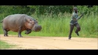 Hippo chases Man [upl. by Aekahs]