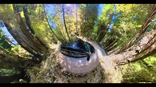 🌳 Redwood National Park USA 🇺🇸  Join me on a short 360 drive through the amazing Redwoods [upl. by Henn]