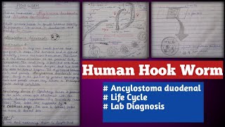 human hookworms  Ancylostoma duodenale and necator americanus [upl. by Viquelia230]