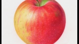 Painting Watercolor Apple [upl. by Itaws]