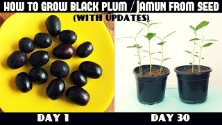 How to Grow Black Plum  Jamun From Seeds  with updates [upl. by Emmey]