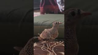 Lichtenstein sandgrouse beauty of mountains [upl. by Grunberg]