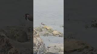 A Redwattled lapwing bird shortsfeed nature Redwattled lapwingyoutube jalpaiguri teespera [upl. by Haleelahk]