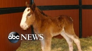 Super Bowl Budweiser Commercials  Baby Clydesdale May Appear in 2016 Commercial [upl. by Rosalinde]