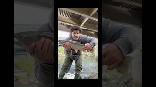 Fly fishing for Lake Erie Steelheads troutfishing steelhead fishing shorts buffalo [upl. by Adamek]