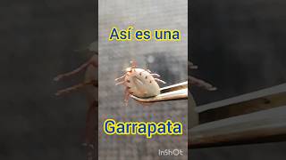 perro infestado de garrapatas 😱😰😠 [upl. by Pretrice]