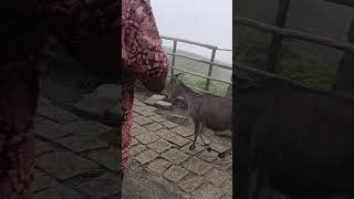 Nilgiri Tahr Eravikulam National Park 🏞️ Kerala 03122024 [upl. by Seni]