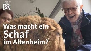 Tiere im Seniorenheim Ein Projekt bringt Erinnerung und Freude in das Altenheim  Frankenschau  BR [upl. by Cleveland976]