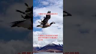 Animal World Wild Geese Fantastic Animals on TikTok Wild Animals Up Close Animals [upl. by Mulderig]