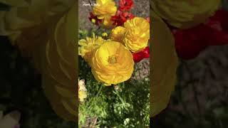 Wistaria Gardens in Parramatta Park  Stunning Spring Event 2024  Australia shorts ytshorts [upl. by Arremat]