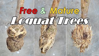 FREE Mature Loquat Trees Using Air Layering Techniques  How to Get Free Loquat Fruit Trees [upl. by Trab790]