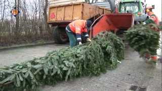 Inzameling kerstbomen in Hollands Kroon [upl. by Heddi983]