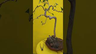 Ficus Benghalensis bonsai দেশী বট গাছের বনসাই viralvideo viralshorts shortsvideo shorts [upl. by Brooke]