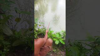 Amazing Catching Hook Fishing Video shorts fishing video [upl. by Packer]