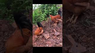 Gallinas criollas [upl. by Corny]