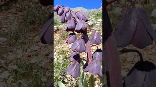 Ters Lale  Fritillaria Persica Linn shorts short endemic [upl. by Hirz171]