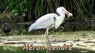 HERON CENDRE qui attrape mange et digère un poisson [upl. by Calhoun]