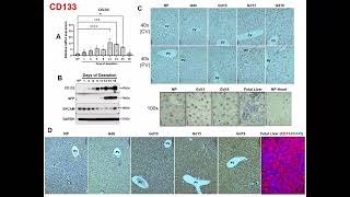 Maternal Hepatocytes Heterogeneously and Dynamically Exhibit Developmental Phenotypes Partially via [upl. by Egidio]