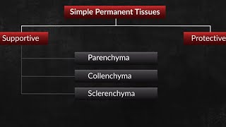 Class 9  Biology  Tissues in Plants  Simple permanent tissues [upl. by Leamse808]