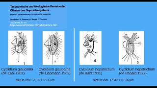 The freshwater ciliates Cyclidium glaucoma and C hepatrichum [upl. by Nnyladnarb]