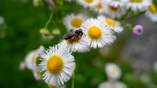 ハキリバチさんが夢中でお花を食べる ハキリバチ 蜂 昆虫 sigmafp LUMIX S 28 200mm F4 7 1 MACRO O I S [upl. by Ethe]