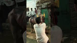 Bowenpally  Sadar Telangana 2024 Dunnapothugovardhanpuja2024 song dance [upl. by Zeiger732]