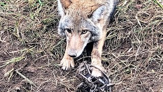 Double On Coyotes Coyote Trapping [upl. by Carleen]