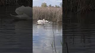 Swans on the pond in Ukraine [upl. by Hollister]