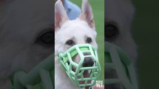 Tomorrow on Rescue Vet we’re breaking down the stigma of muzzles 🐕🐾 shorts rescuevet rescuedog [upl. by Pawsner]